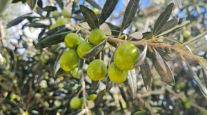 Yağmurlar Zeytine Can Suyu Oldu