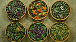 Balıkesir'de Yetişiyor: Enerji Veriyor