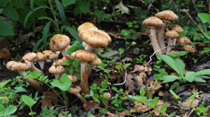 Balıkesir’de Doğadan Sofraya Tehlike: Bilinmeyen Mantar Zehirleyebilir!