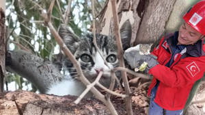 Burhaniye’de Ağaçta Mahsur Kalan Kedi Kurtarıldı