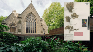 Balıkesir'in Thymus'u Londra Doğa Tarihi Müzesinde