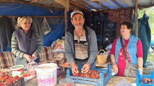 Kalkım Çileğinin Sırrı Kazdağları'nda