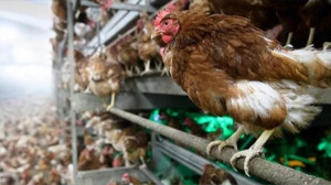 Balıkesir, Türkiye’nin Et Üretiminde Öncü İlleri Arasında