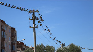 Telgrafın Tellerine Değil, Balıkesir’in Direklerine Kondular!