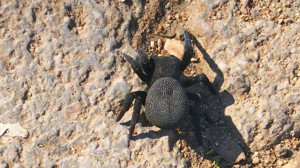 Toprağın altına kazdığı tünellerde yaşıyor! Balıkesir'de görüldü