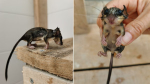 Talihsiz yediuyur Balıkesir'de mumyalanmış halde bulundu!