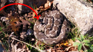 Balıkesir'de görüldü: Zehir depoları dolu, gördüğünüzde şerit değiştirin