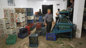 Edremit Körfezi’nde Zeytin Hasadı Başladı