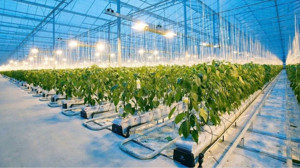 Gönen’den Dünyaya: Balıkesir Jeotermal Seracılıkta Liderliğe Oynuyor