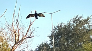 Balıkesir Üniversitesi’nde Karabatak Görüldü: Kampüs Biyoçeşitliliğiyle Dikkat Çekiyor