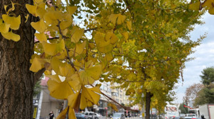 Balıkesir’deki Ağaçlar Japonya’da Kutsal Sayılıyor “Mabet Ağaçları Yaprak Dökümüne Başladı”