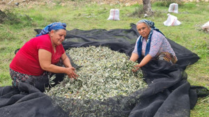 Edremit’te Zeytin İşçileri Dertli