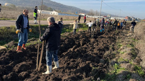 Bandırma'da 350 Ağaç Toprakla Buluştu