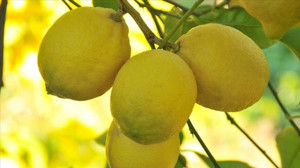 Şifa Sandığınız Limon Aslında Tehlike Saçıyor! Uzmanlar Uyardı