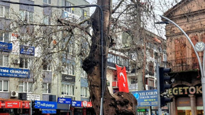 Edremit'in Tarihî Çınarı Elektrik Direğine Dönüştürüldü!