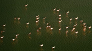 Flamingoların 19 Saniyelik Görsel Şöleni