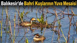 Balıkesir’de Bahri Kuşlarının Yuva Hazırlığı Kamerada