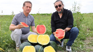 Sarı Karpuz Şaşırttı: Kabuğu Yeşil, İçi Sarı Tropical Sunshine Hasat İçin Gün Sayıyor