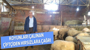 Koyunları çalınan çiftçiden hırsızlara çağrı