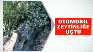 OTOMOBİL ZEYTİNLİĞE UÇTU