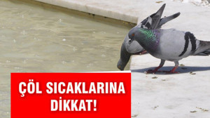 ÇÖL SICAKLARINA DİKKAT!