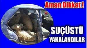 BAYRAM ÜSTÜ HAYVAN HIRSIZLIĞI