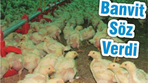 BANVİT SÖZ VERDİ