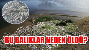 VATANDAŞLAR İSYAN ETTİ
