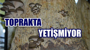 BU MANTAR TOPRAKTA YETİŞMİYOR