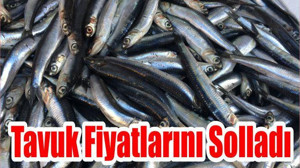 Hamsi Fiyatları Tavuk Fiyatlarını Solladı