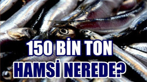150 BİN TON HAMSİ NEREDE?