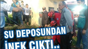 SU DEPOSUNDA İNEK