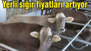 YERLİ SIĞIR FİYATLARI ARTIYOR