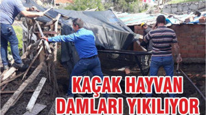 KAÇAK HAYVAN DAMLARI YIKILIYOR