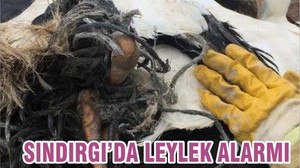 SINDIRGI’DA LEYLEK ALARMI