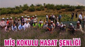 Mis Kokulu Hasat Şenliği