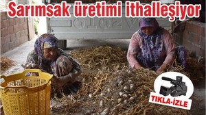 Sarımsak üretimi ithalleşiyor