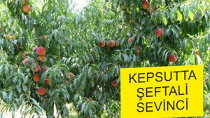 KEPSUTTA ŞEFTALİ SEVİNCİ