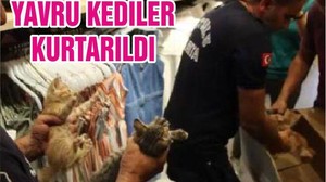YAVRU KEDİLER KURTARILDI