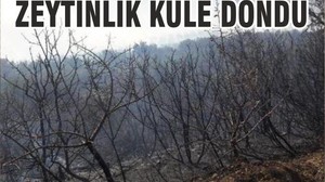 ZEYTİNLİK KÜLE DÖNDÜ