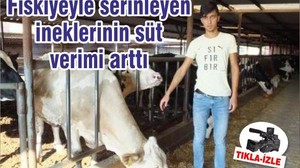 Fıskiyeyle serinleyen ineklerinin süt verimi arttı