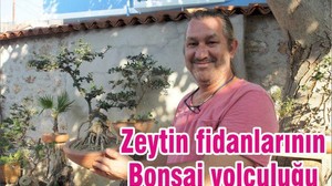 Zeytin fidanlarının Bonsai yolculuğu