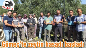 Gömeç’te zeytin hasadı başladı