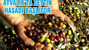 AYVALIK’TA ZEYTİN HASADI BAŞLIYOR