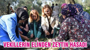 VEKİLLERİN ELİNDEN ZEYTİN HASADI