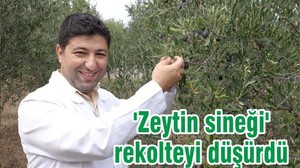 'Zeytin sineği' rekolteyi düşürdü