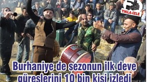 Burhaniye de sezonun ilk deve güreşlerini 10 bin kişi izledi