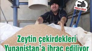 Zeytin çekirdekleri Yunanistan’a ihraç ediliyor