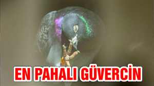 Dünyanın en pahalı güvercini satıldı