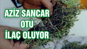 Aziz Sancar’ın ismi verilen bitki ilaç olma yolunda
